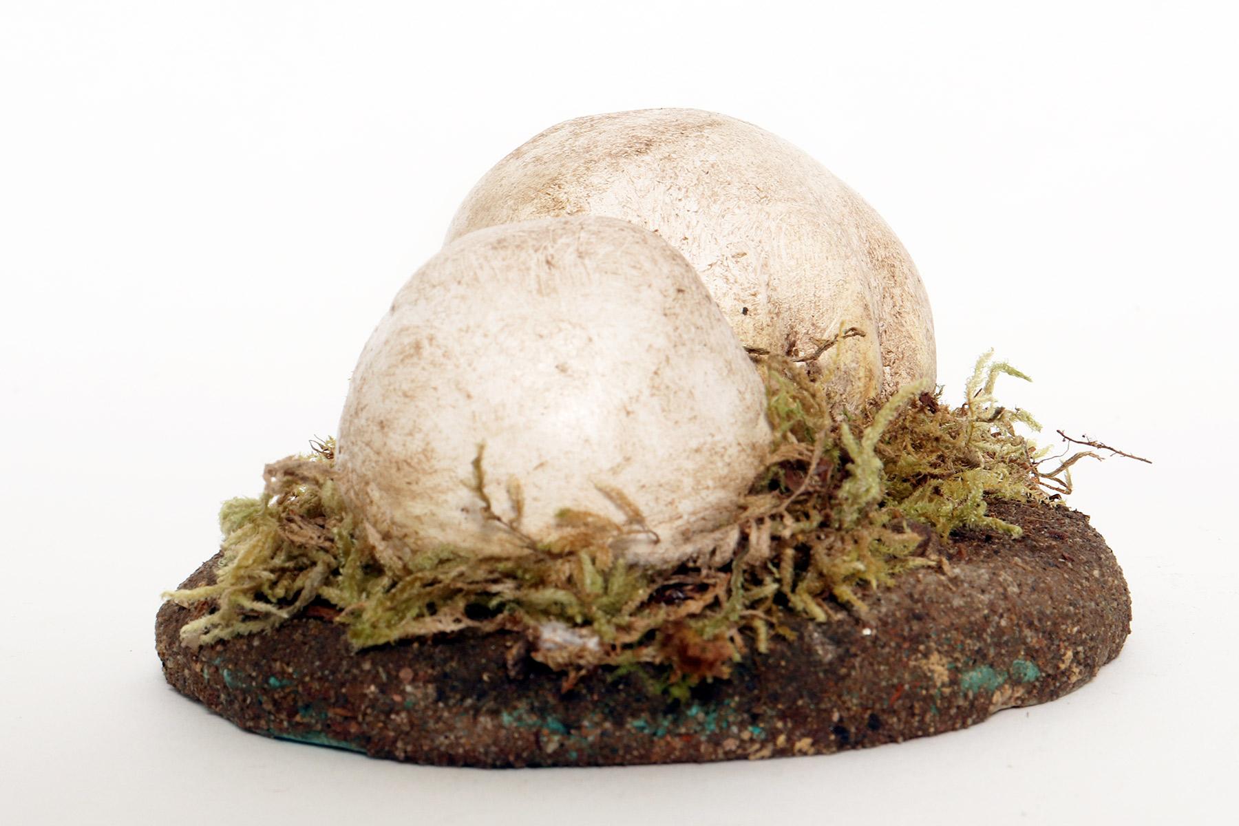 Italian A pharmacy mushroom model: Agaricus Bisporus Imach, Italy 1950. For Sale