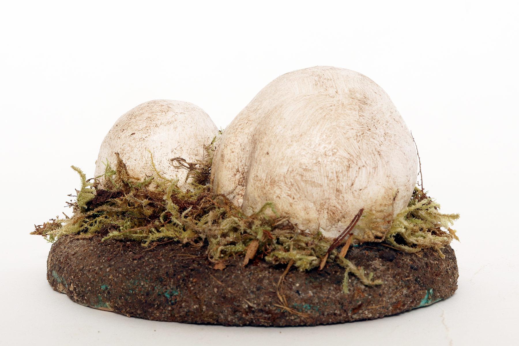 A pharmacy mushroom model: Agaricus Bisporus Imach, Italy 1950. In Good Condition For Sale In Milan, IT