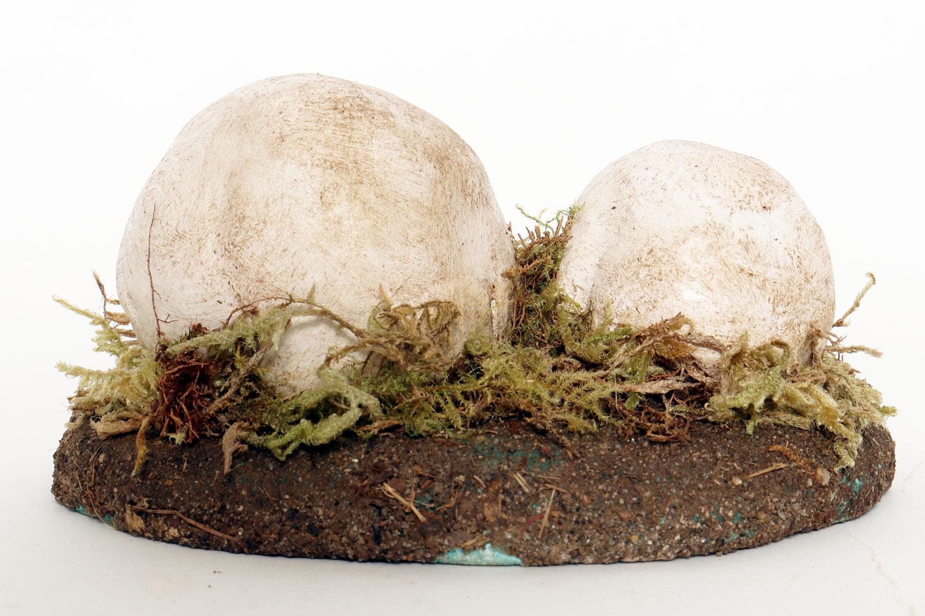20th Century A pharmacy mushroom model: Agaricus Bisporus Imach, Italy 1950. For Sale