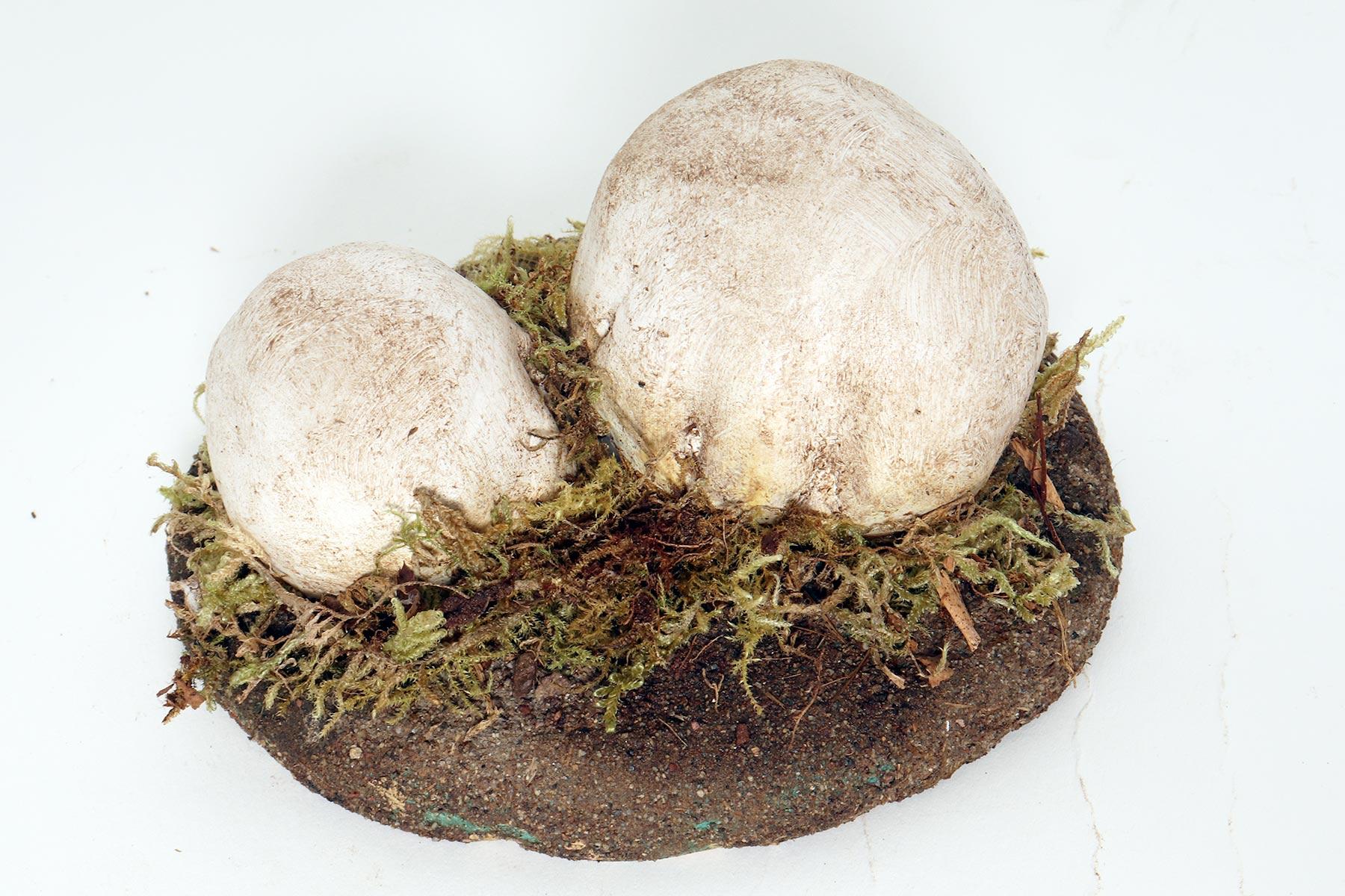 Plaster A pharmacy mushroom model: Agaricus Bisporus Imach, Italy 1950. For Sale