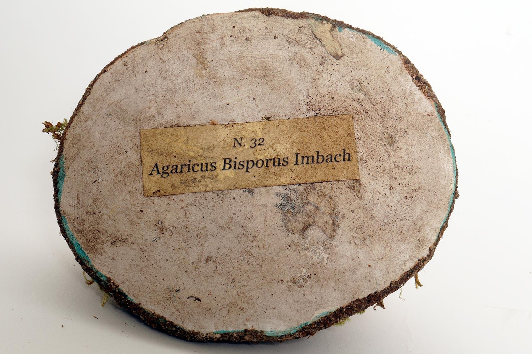 A pharmacy mushroom model: Agaricus Bisporus Imach, Italy 1950. For Sale 1