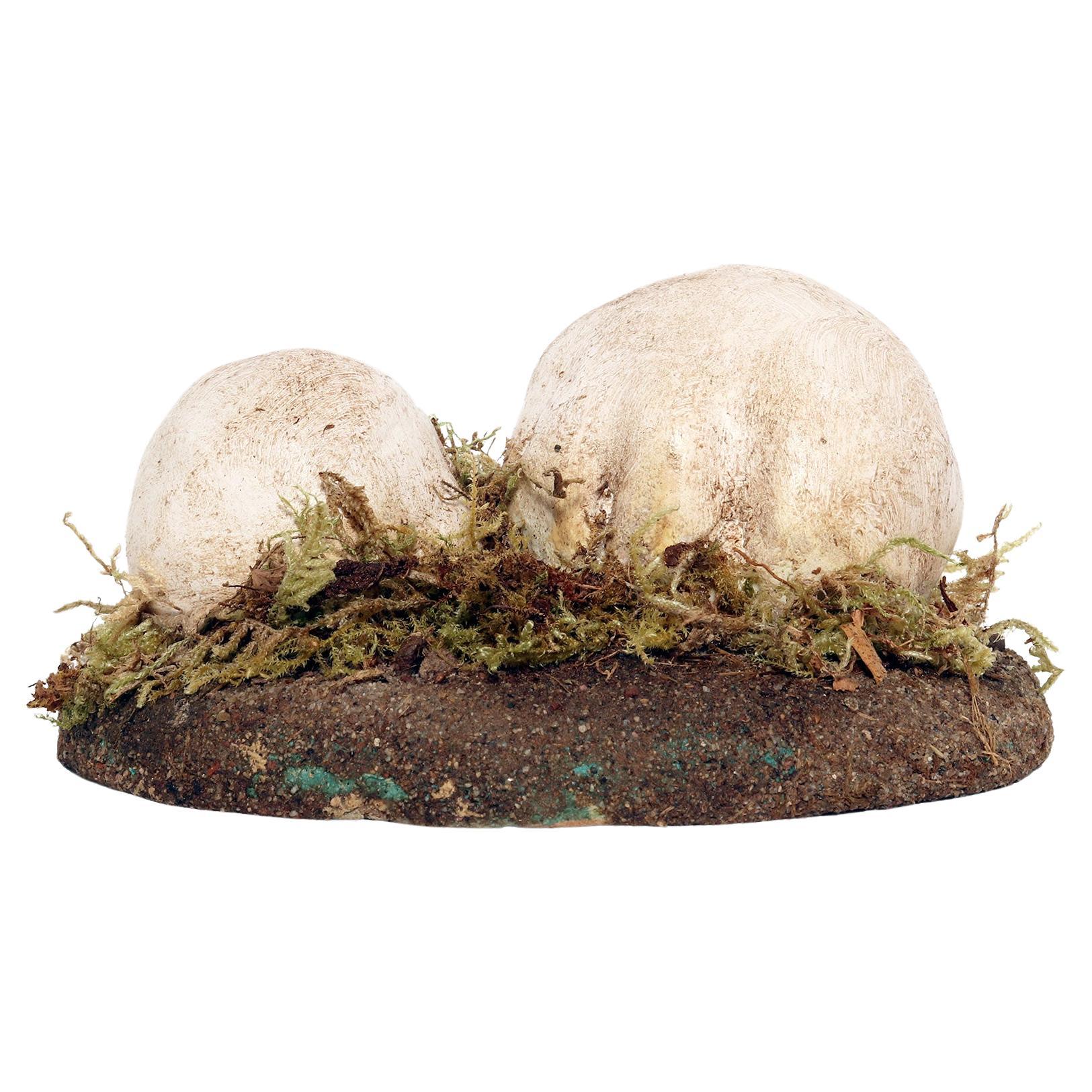A pharmacy mushroom model: Agaricus Bisporus Imach, Italy 1950. For Sale