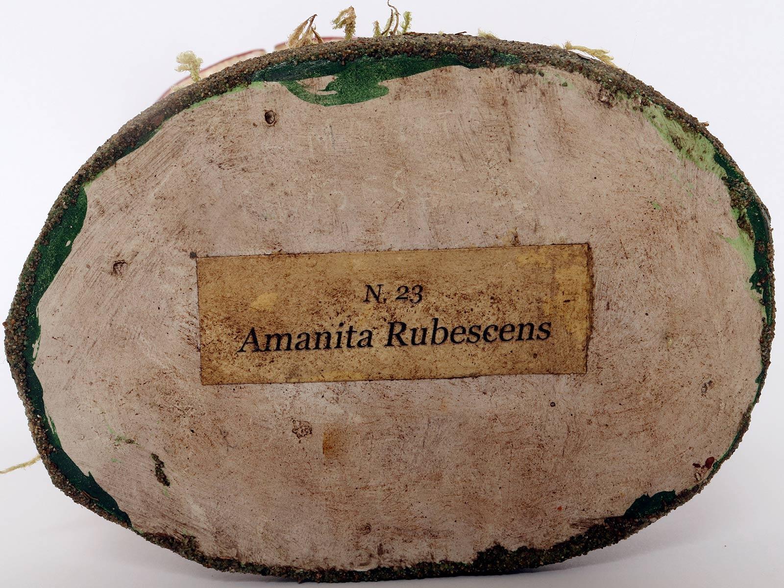 A pharmacy mushroom model: Amanita Rubescens, Italy 1950. 2