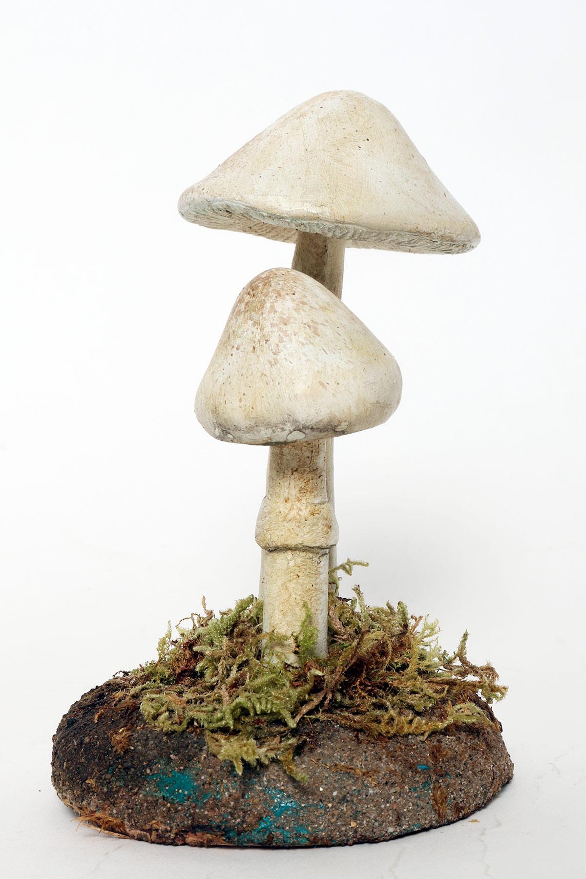 amanita subjunquillea