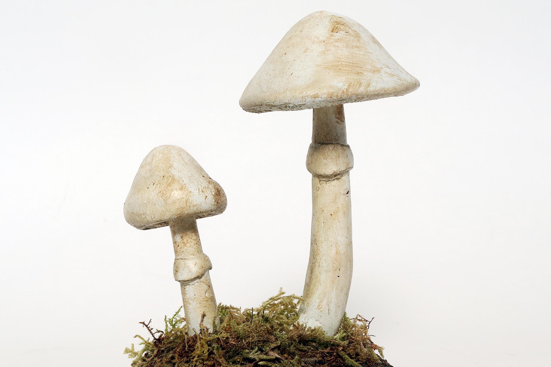 Plaster A pharmacy mushroom model: Amanita Virosa, Italy 1950. For Sale