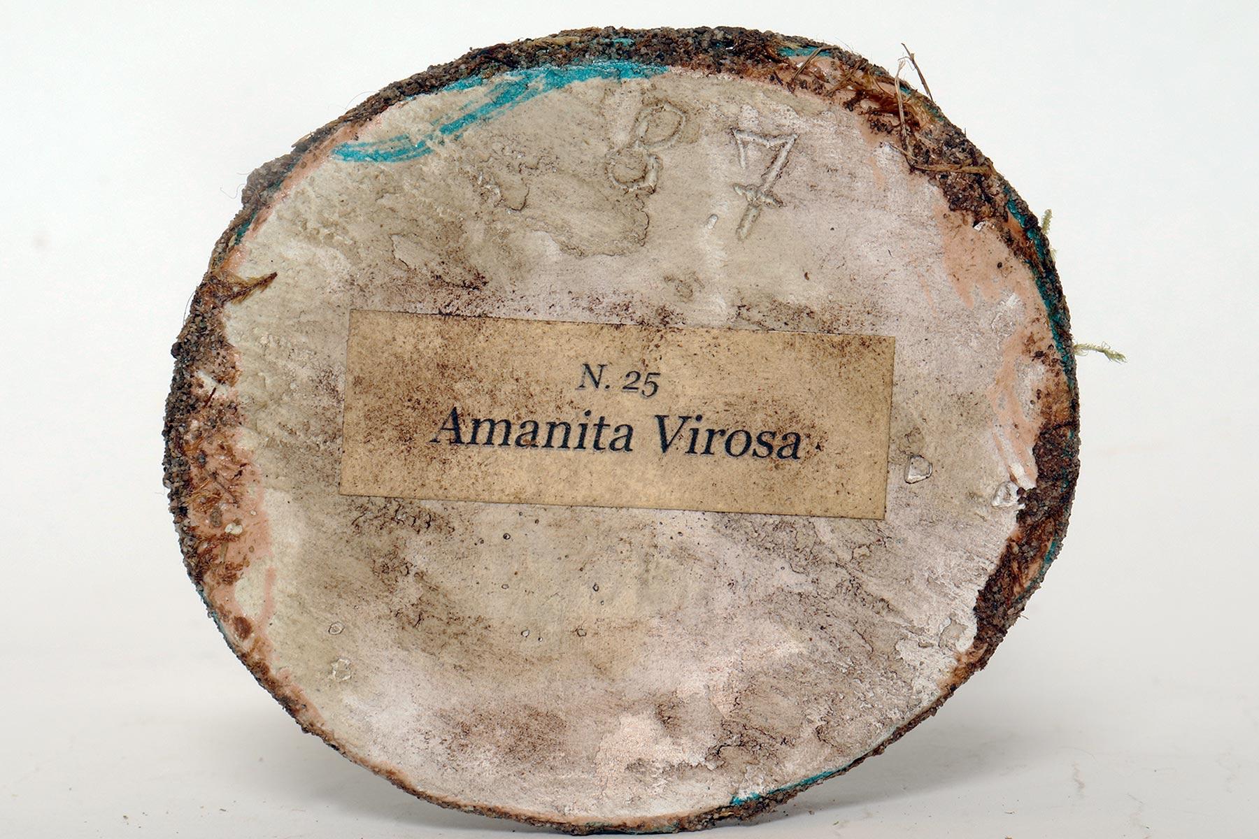 A pharmacy mushroom model: Amanita Virosa, Italy 1950. For Sale 2