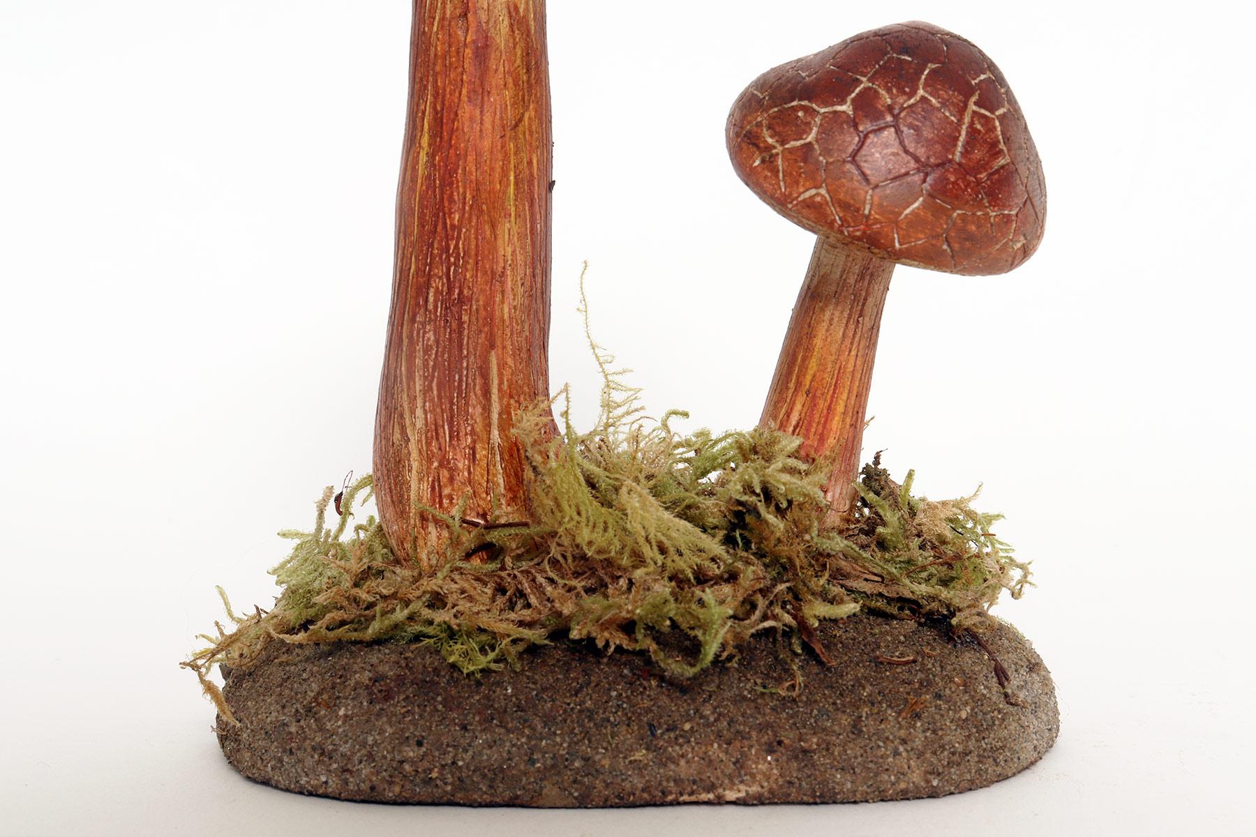 Plaster A pharmacy mushroom model: Boletus Chrysenteron, Italy 1950. For Sale
