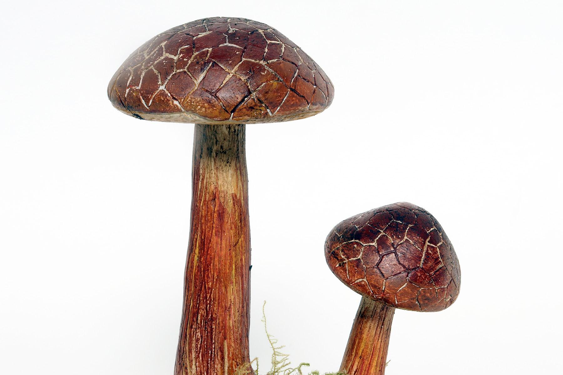 A pharmacy mushroom model: Boletus Chrysenteron, Italy 1950. For Sale 1