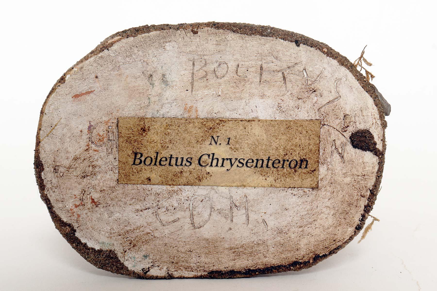 A pharmacy mushroom model: Boletus Chrysenteron, Italy 1950. For Sale 2