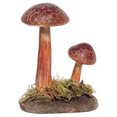 Modèle de champignon de pharmacie : Boletus Chrysenteron, Italie 1950.