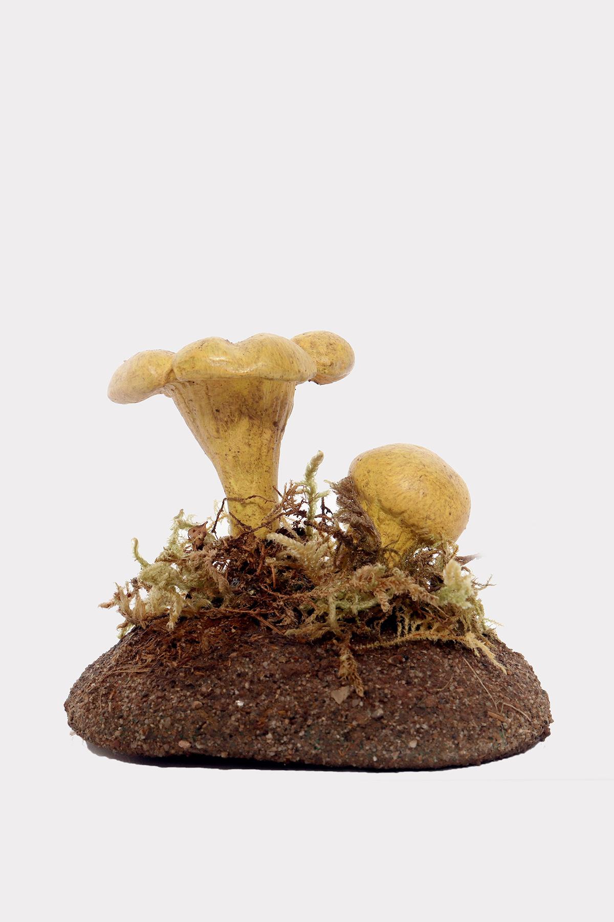 Modèle de pharmacie d'un spécimen de champignon Chanterle Raku, réalisé en plâtre peint, sur une base ovale en plâtre vert avec de la mousse et du foin. Italie vers 1950.