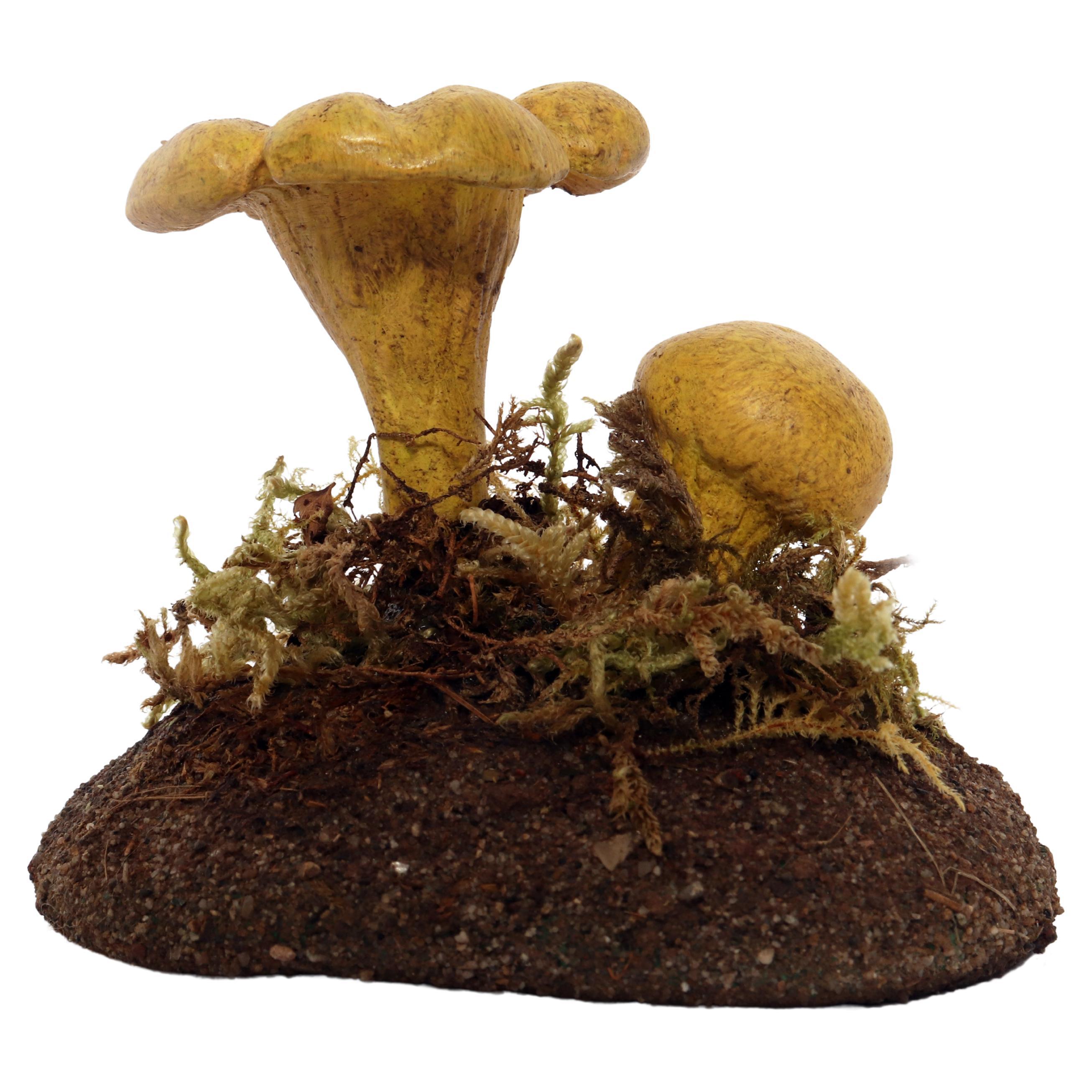 A pharmacy mushroom model: Chanterle Raku, Italy 1950.