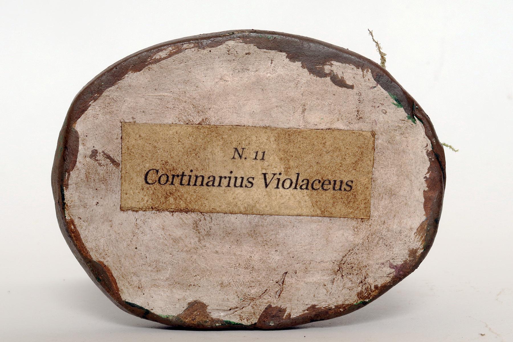 A pharmacy mushroom model: Cortinarius Violaceus, Italy 1950. For Sale 2