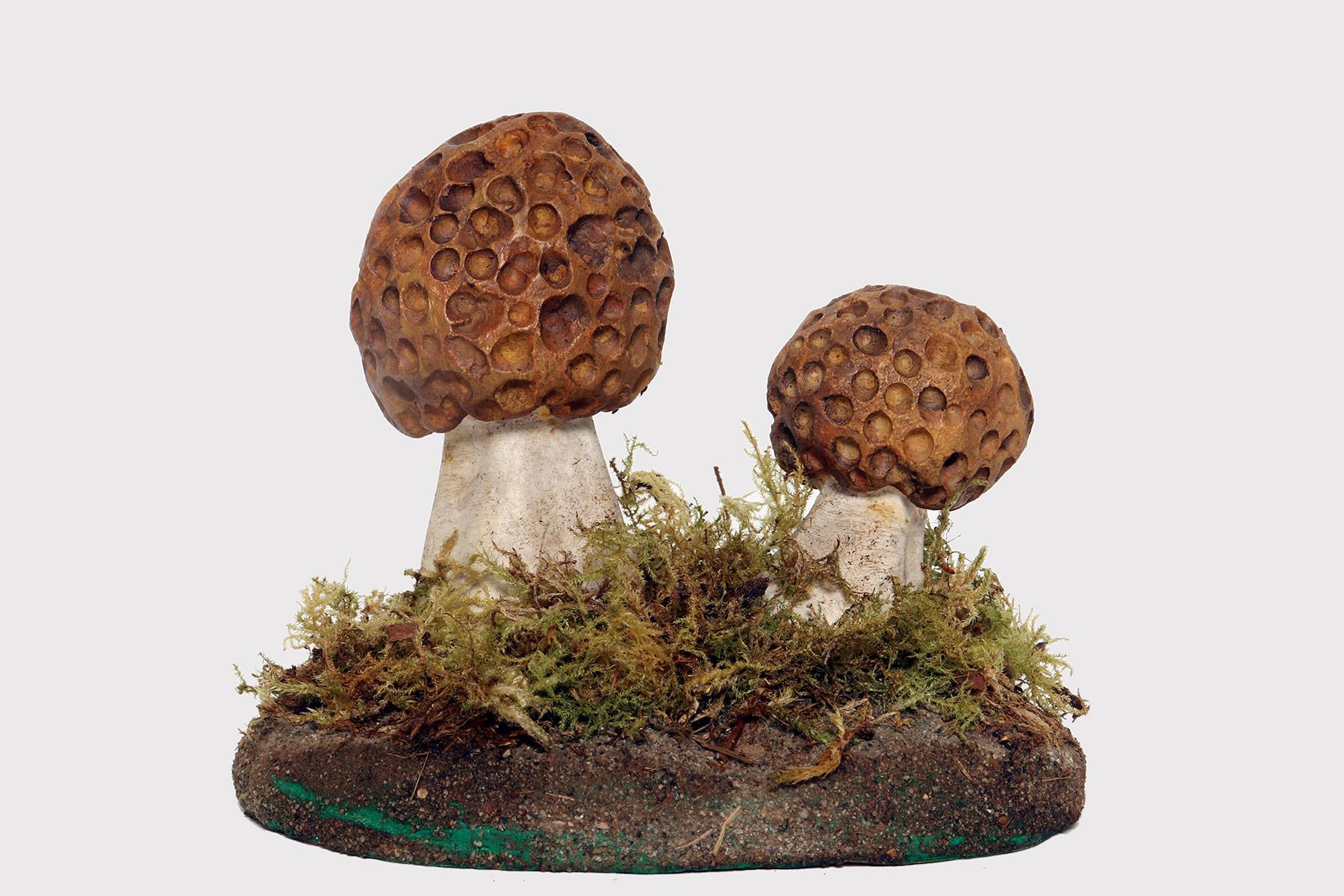 A pharmacy model of a specimen of Morchella Rotunda mushroom, made in painted plaster, on a green oval-shaped plaster base with moss and hay. Italy circa 1950.