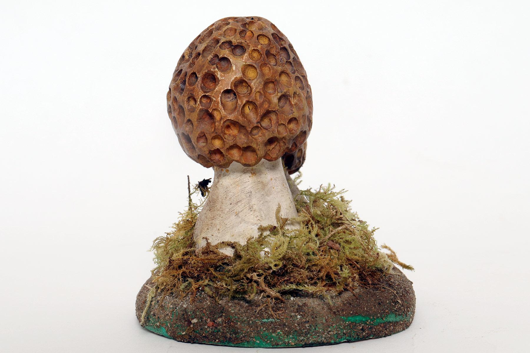 Italian A pharmacy mushroom model: Morchella Rotunda, Italy 1950. For Sale