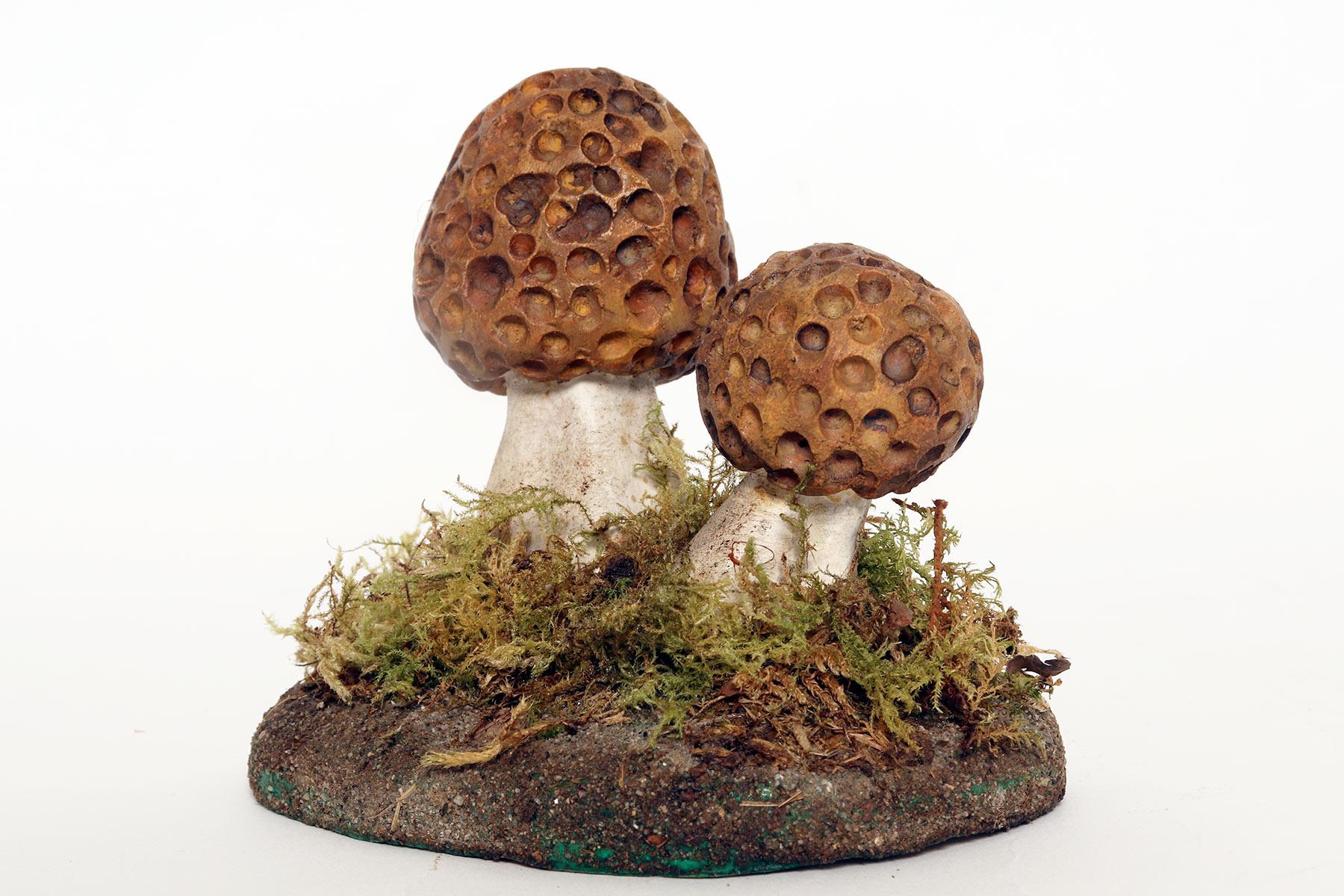 A pharmacy mushroom model: Morchella Rotunda, Italy 1950. In Good Condition For Sale In Milan, IT