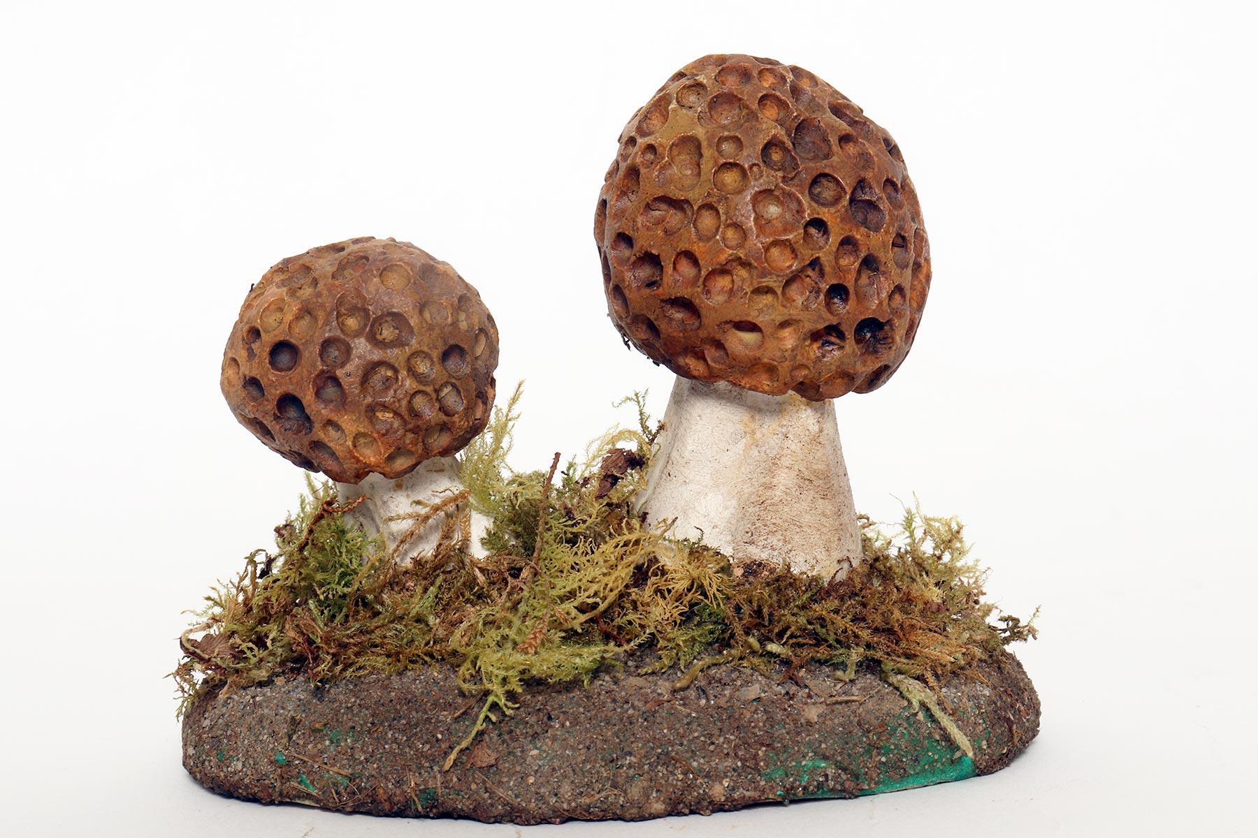 20th Century A pharmacy mushroom model: Morchella Rotunda, Italy 1950. For Sale