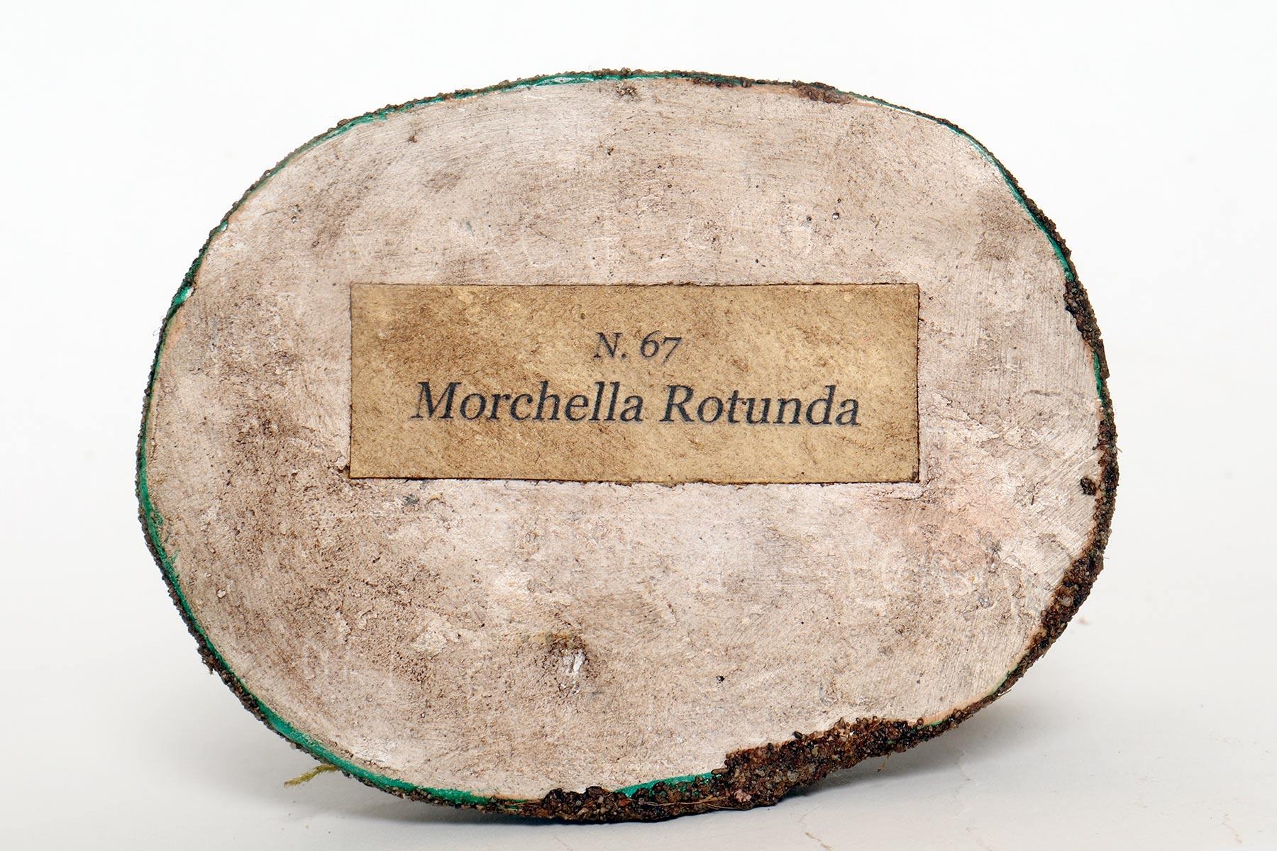 A pharmacy mushroom model: Morchella Rotunda, Italy 1950. For Sale 2