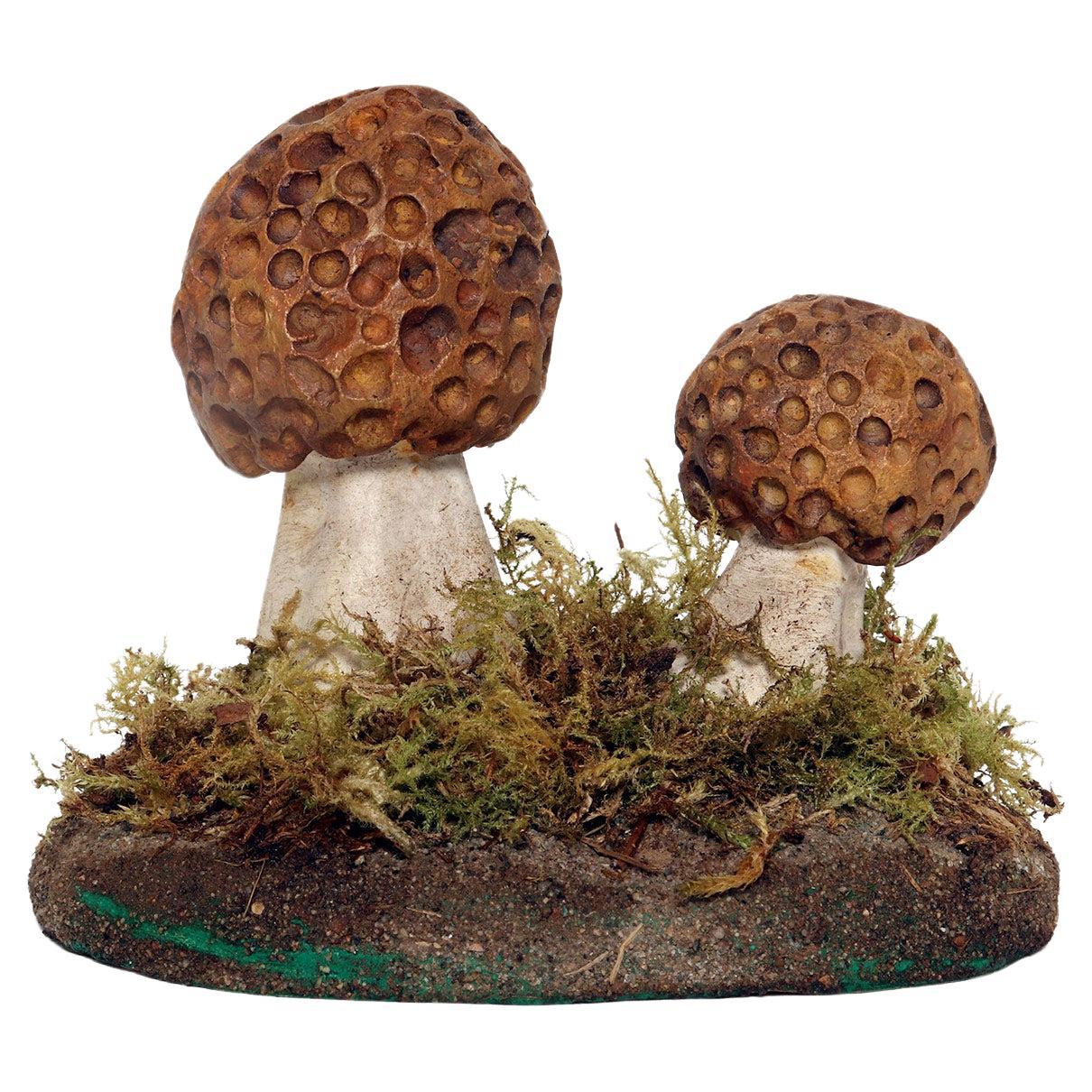 A pharmacy mushroom model: Morchella Rotunda, Italy 1950.