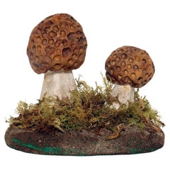 Modèle de champignon de pharmacie : Morchella Rotunda, Italie 1950.