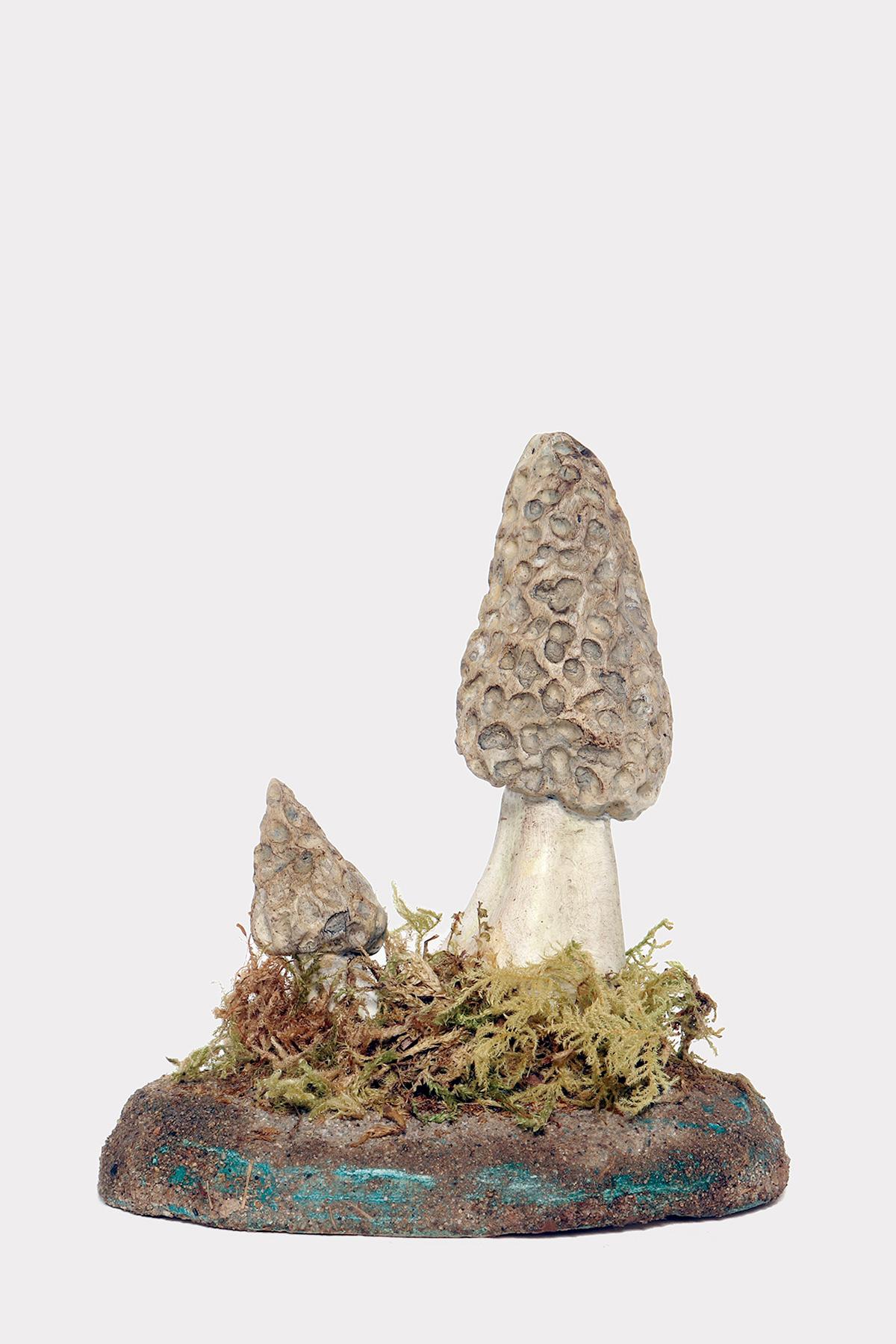A pharmacy model of a specimen of Morchella Vulgaris mushroom, made in painted plaster, on a green oval-shaped plaster base with moss and hay. Italy circa 1950.