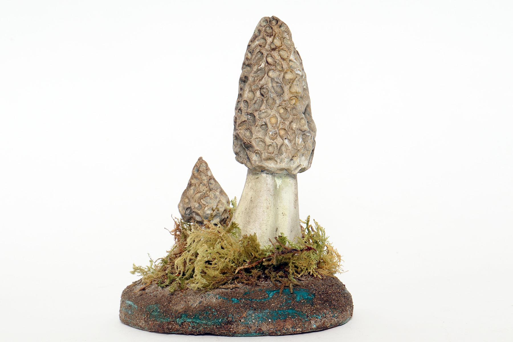 Italian A pharmacy mushroom model: Morchella Vulgaris, Italy 1950. For Sale