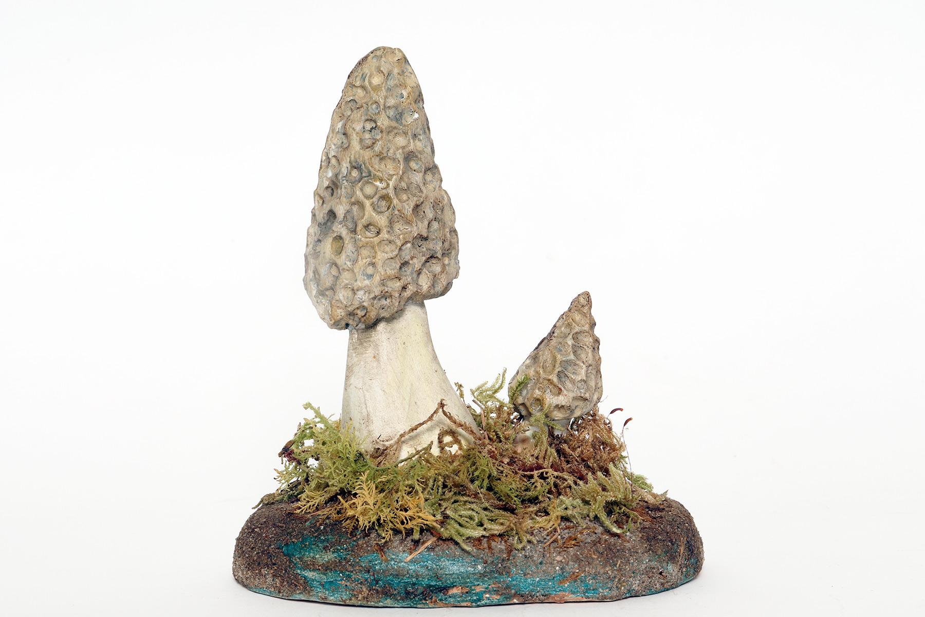 20th Century A pharmacy mushroom model: Morchella Vulgaris, Italy 1950. For Sale