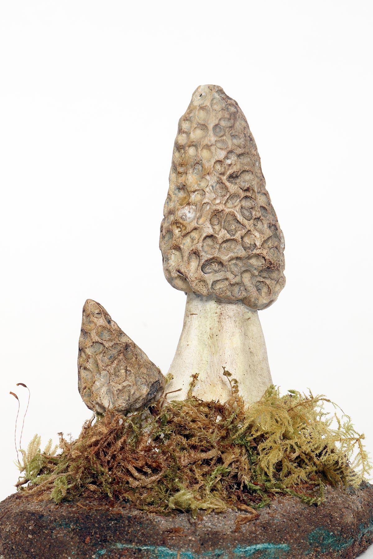 Plaster A pharmacy mushroom model: Morchella Vulgaris, Italy 1950. For Sale