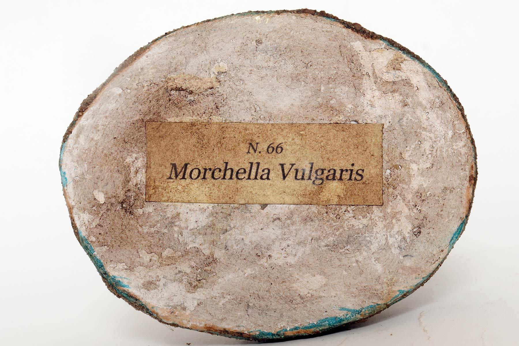 A pharmacy mushroom model: Morchella Vulgaris, Italy 1950. For Sale 2