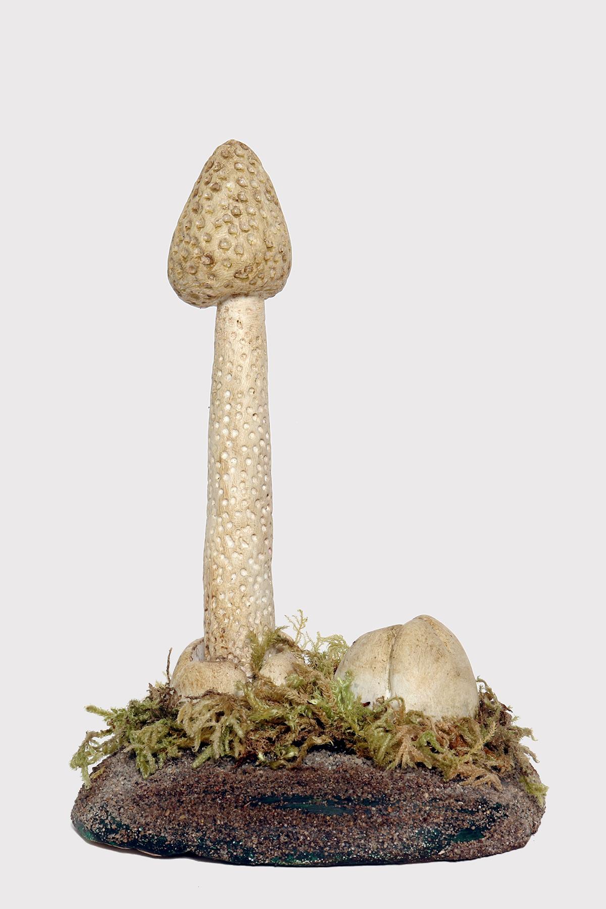 A pharmacy model of a specimen of Phallum Impudicus mushroom, made in painted plaster, on a green oval-shaped plaster base with moss and hay. Italy circa 1950.
