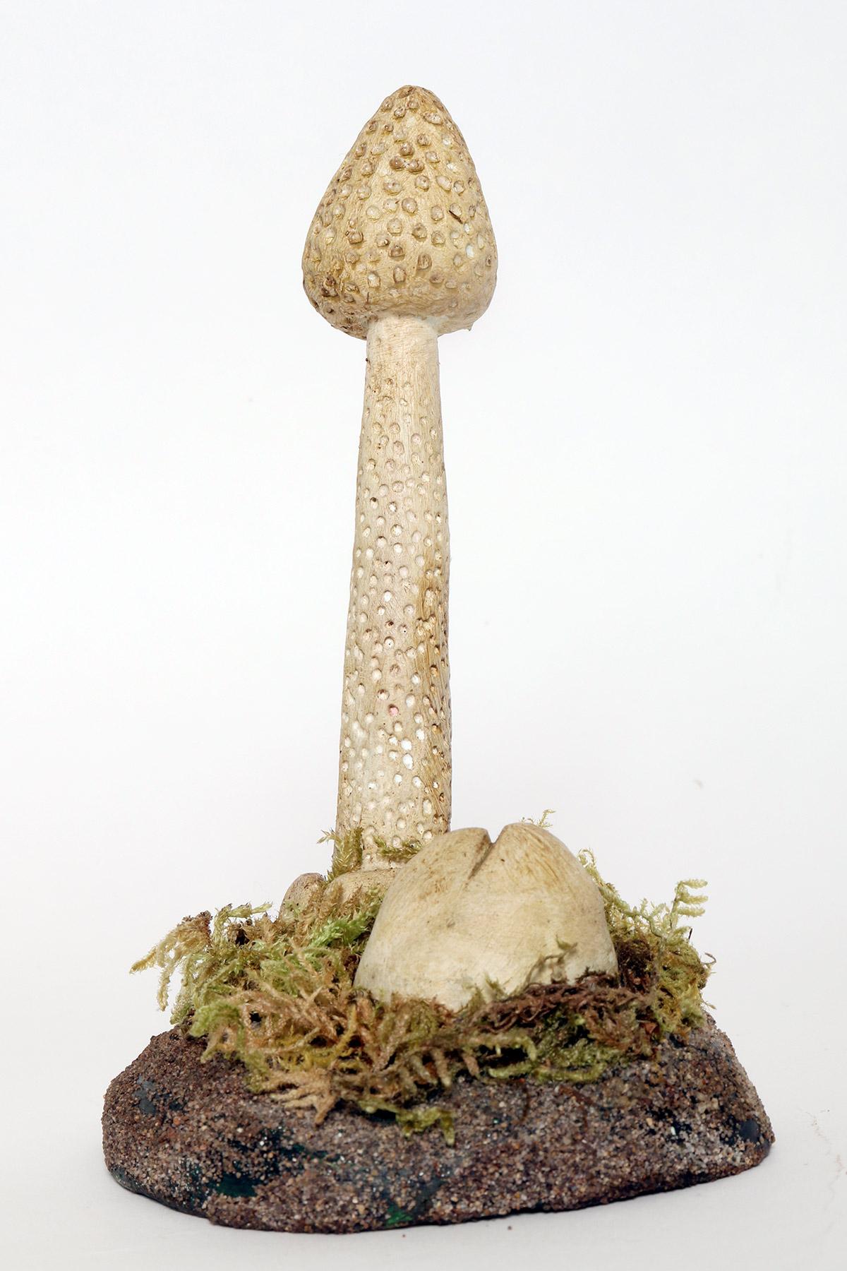 Italian A pharmacy mushroom model: Phallus Impudicus, Italy 1950. For Sale