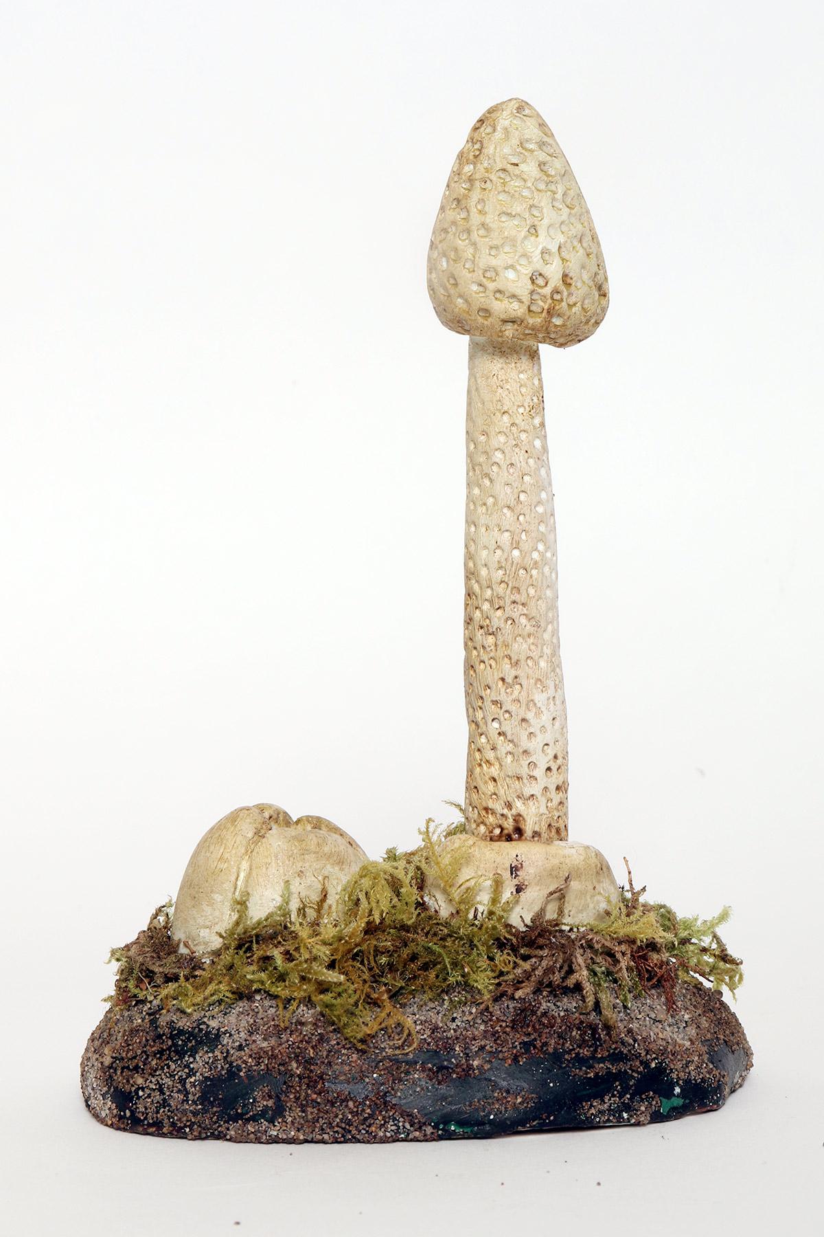 20th Century A pharmacy mushroom model: Phallus Impudicus, Italy 1950. For Sale