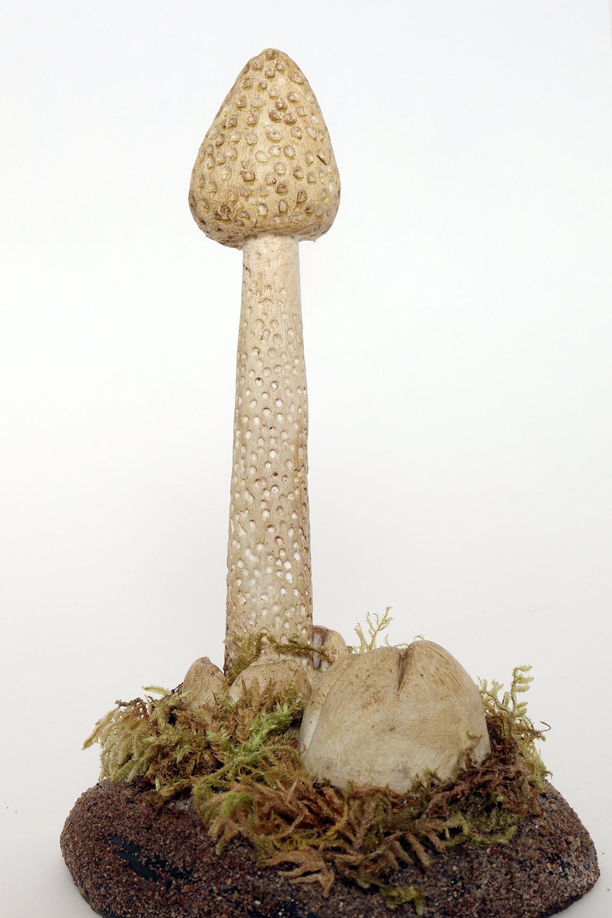 Plaster A pharmacy mushroom model: Phallus Impudicus, Italy 1950. For Sale