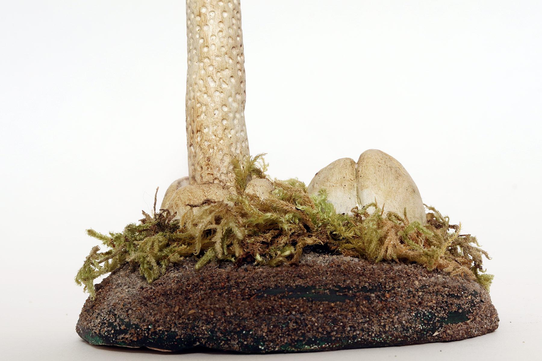 A pharmacy mushroom model: Phallus Impudicus, Italy 1950. For Sale 1