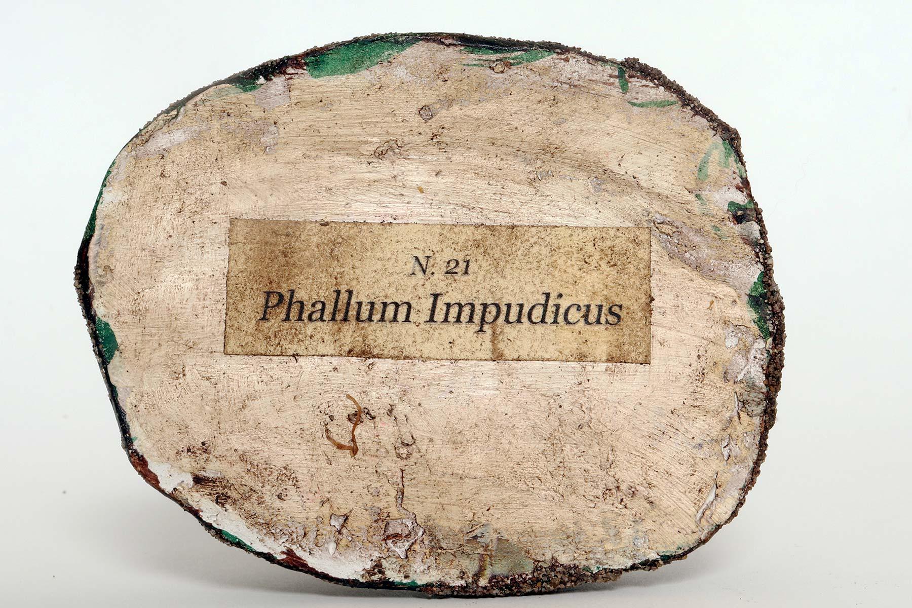 A pharmacy mushroom model: Phallus Impudicus, Italy 1950. For Sale 2