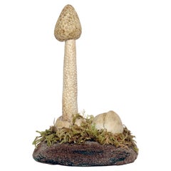 A pharmacy mushroom model: Phallus Impudicus, Italy 1950.