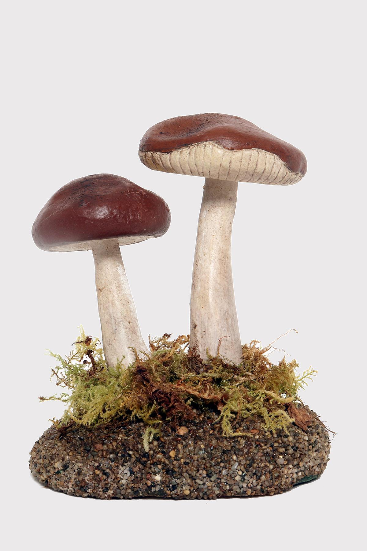 A pharmacy model of a specimen of Rhodocollybia Butyracea mushroom, made in painted plaster, on a green oval-shaped plaster base with moss and hay. Italy circa 1950.