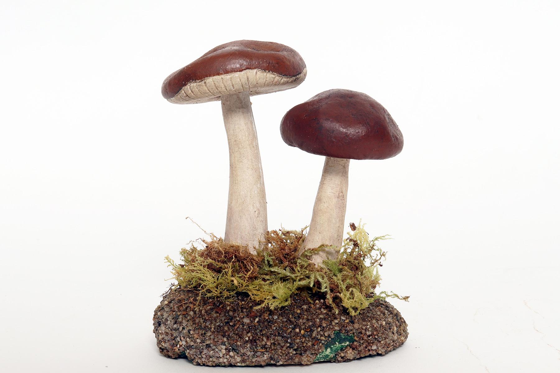 20th Century A pharmacy mushroom model: Rhodocollybia Butyracea, Italy 1950. For Sale