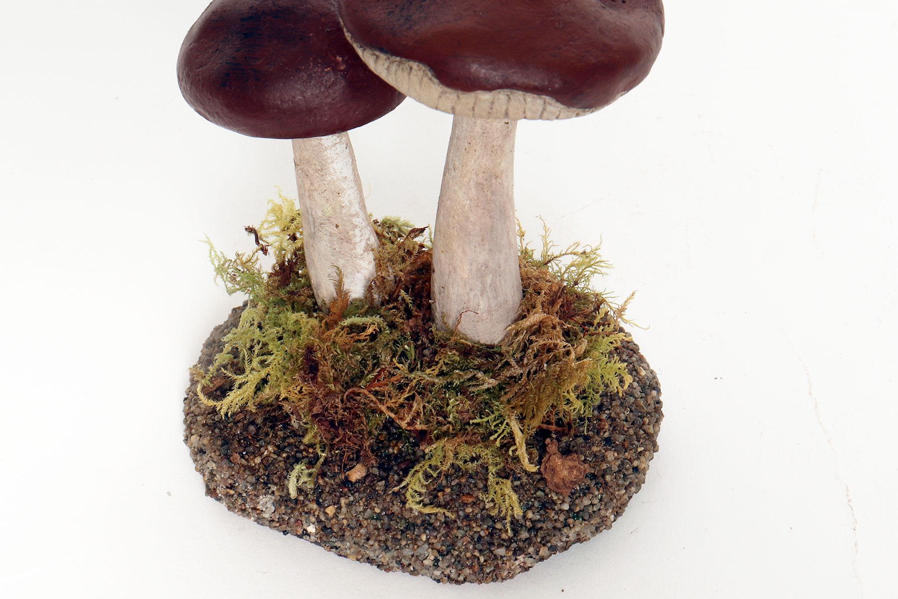 Plaster A pharmacy mushroom model: Rhodocollybia Butyracea, Italy 1950. For Sale