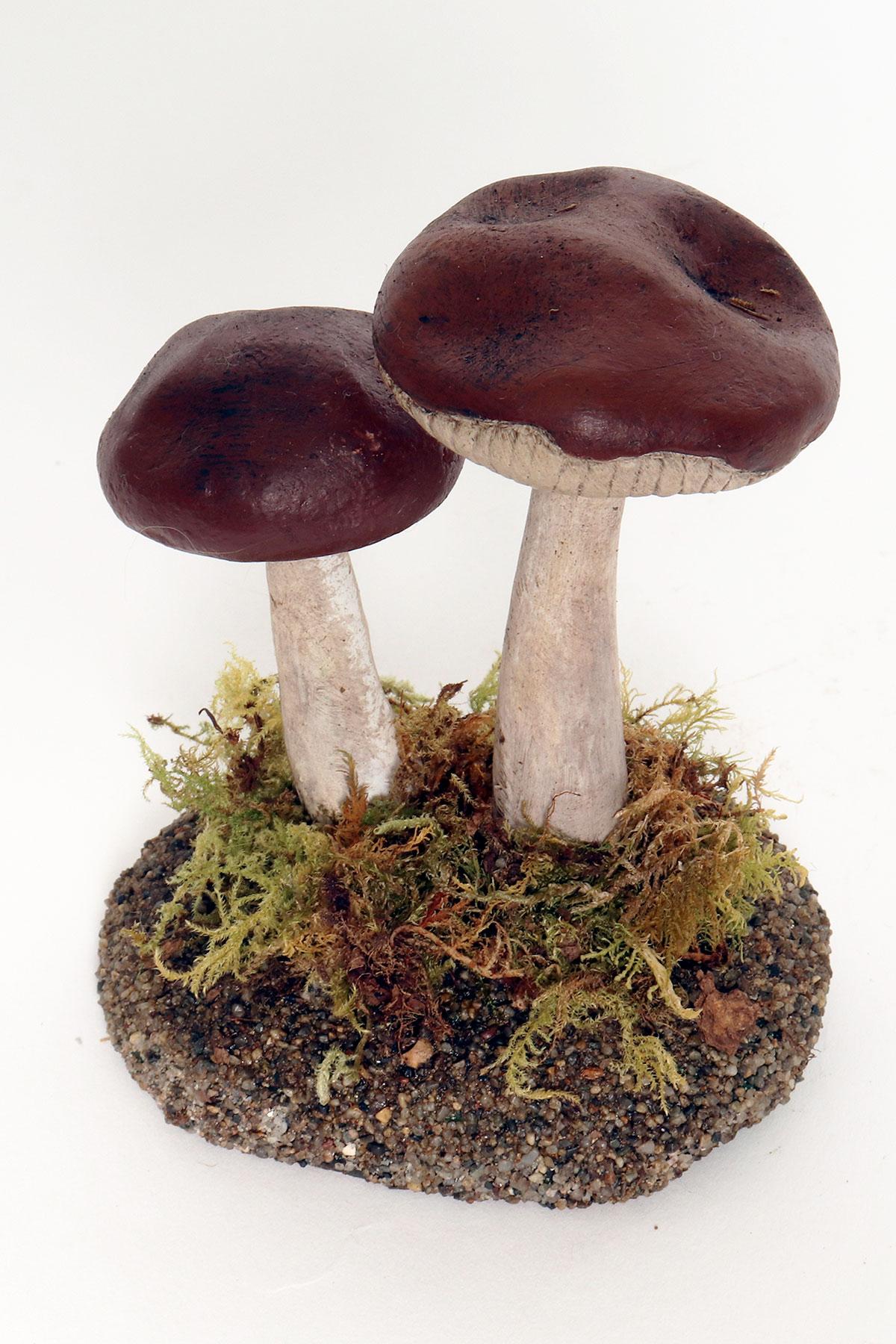 A pharmacy mushroom model: Rhodocollybia Butyracea, Italy 1950. For Sale 1