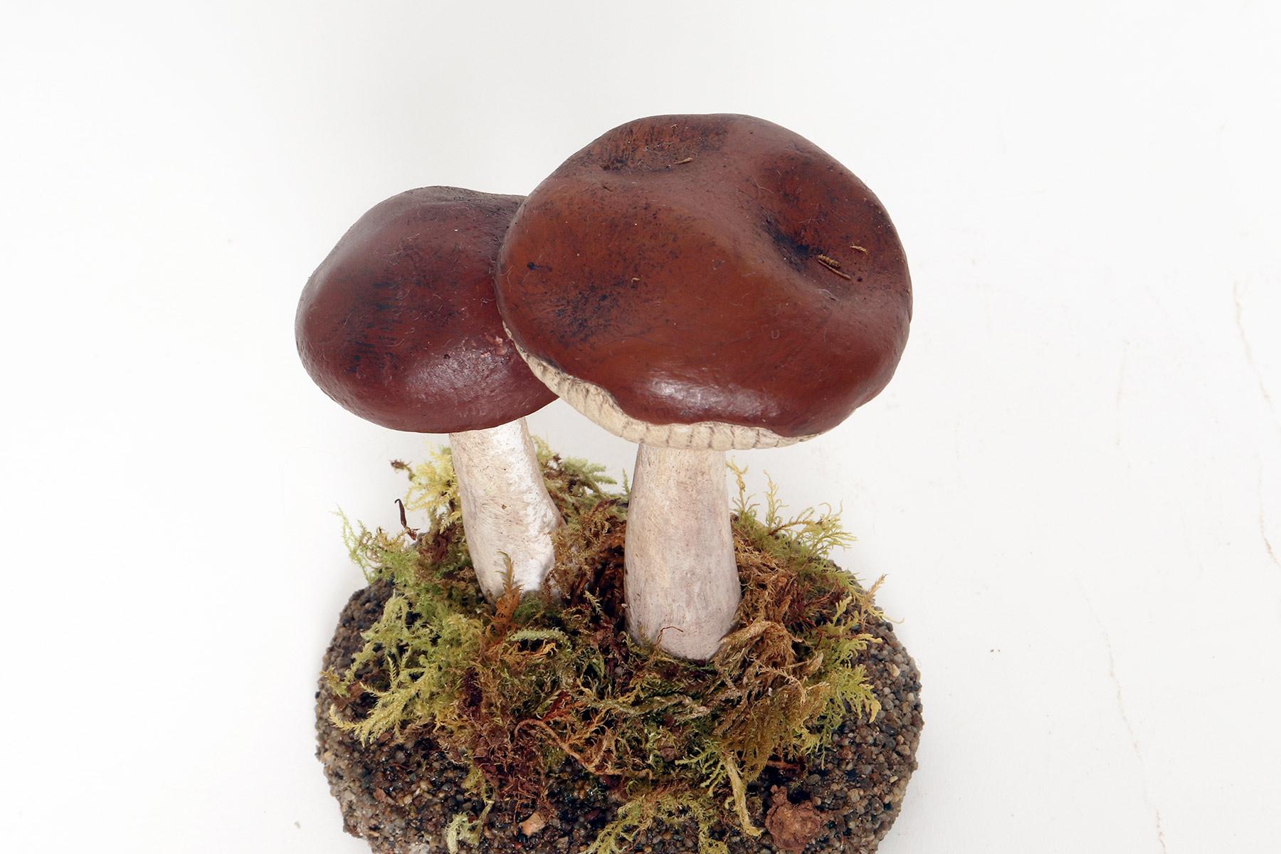 A pharmacy mushroom model: Rhodocollybia Butyracea, Italy 1950. For Sale 2