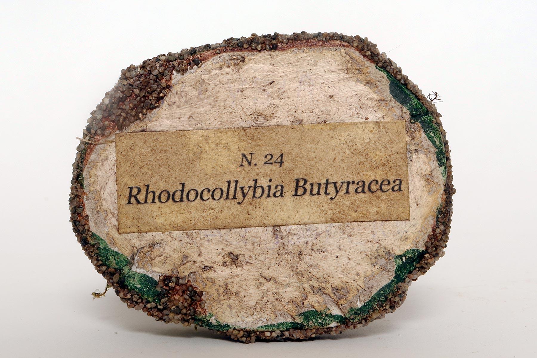A pharmacy mushroom model: Rhodocollybia Butyracea, Italy 1950. For Sale 3
