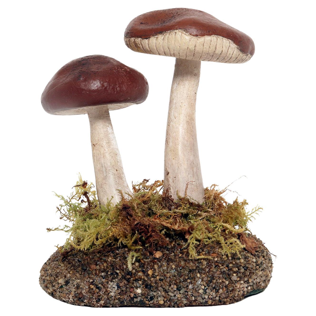 A pharmacy mushroom model: Rhodocollybia Butyracea, Italy 1950.