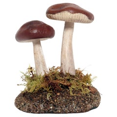 Modèle de champignon de pharmacie : Rhodocollybia Butyracea, Italie 1950.