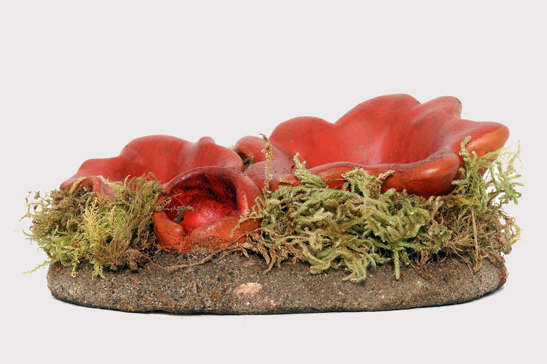 Modèle de pharmacie d'un spécimen de champignon Sarcoscypha Austriaca, réalisé en plâtre peint, sur une base ovale en plâtre vert avec de la mousse et du foin. Italie vers 1950.