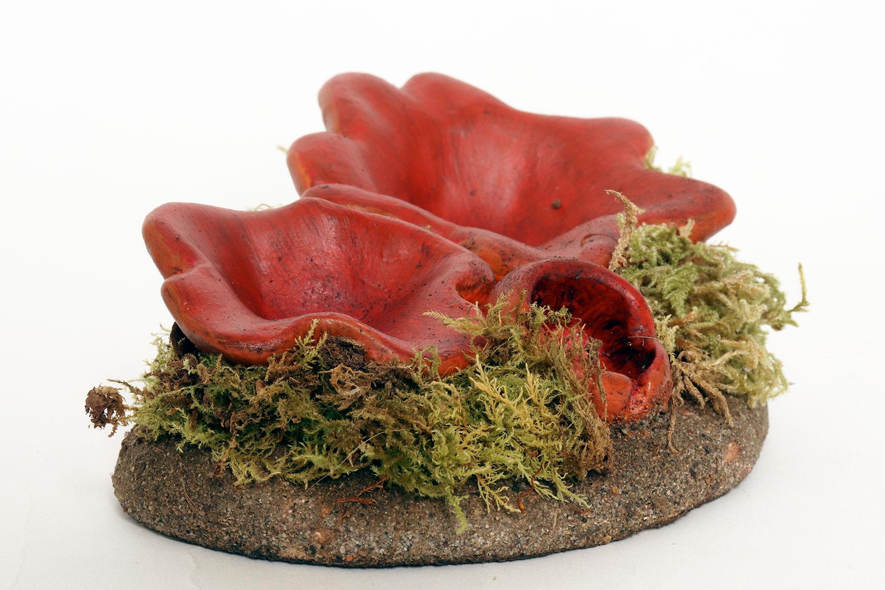 italien Modèle de champignon de pharmacie : Sarcoshypha Autriche, Italie 1950. en vente