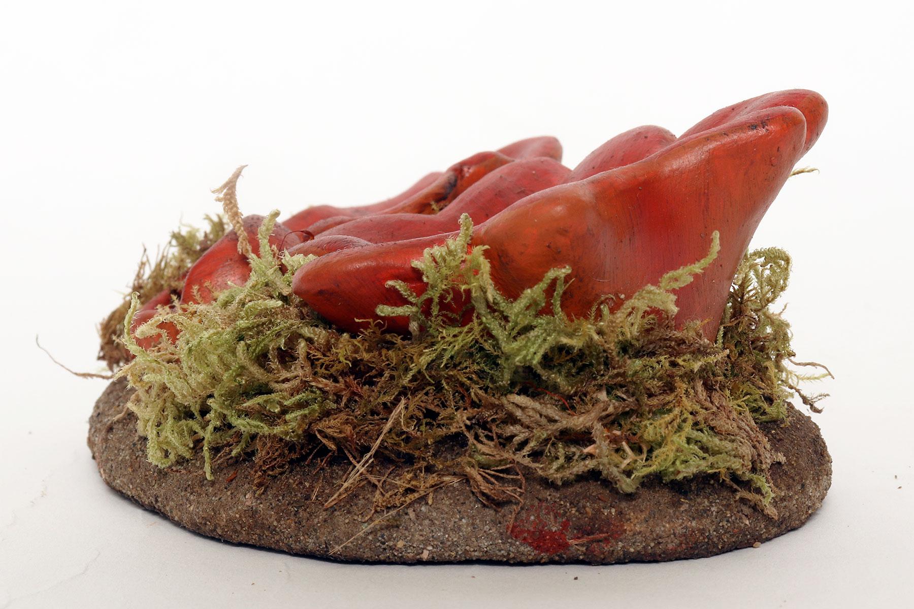 Modèle de champignon de pharmacie : Sarcoshypha Autriche, Italie 1950. Bon état - En vente à Milan, IT