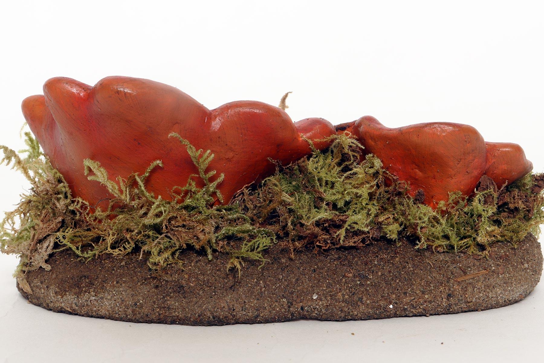 20ième siècle Modèle de champignon de pharmacie : Sarcoshypha Autriche, Italie 1950. en vente