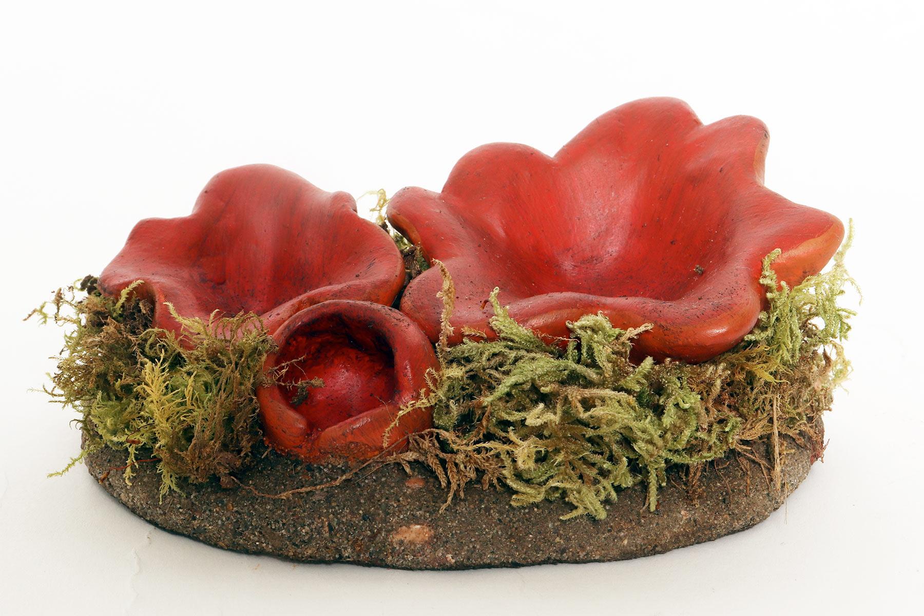 Plâtre Modèle de champignon de pharmacie : Sarcoshypha Autriche, Italie 1950. en vente