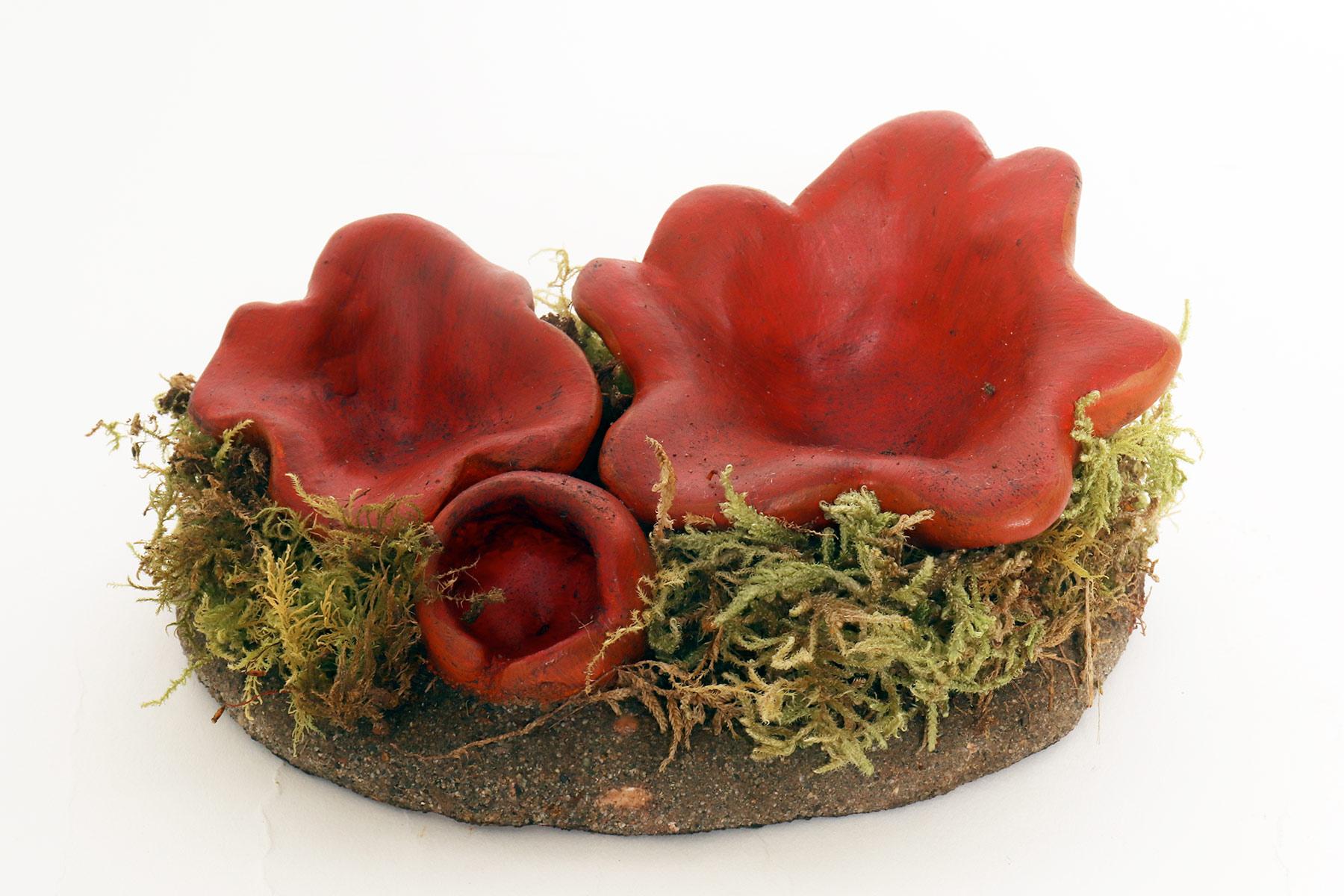 Modèle de champignon de pharmacie : Sarcoshypha Autriche, Italie 1950. en vente 1